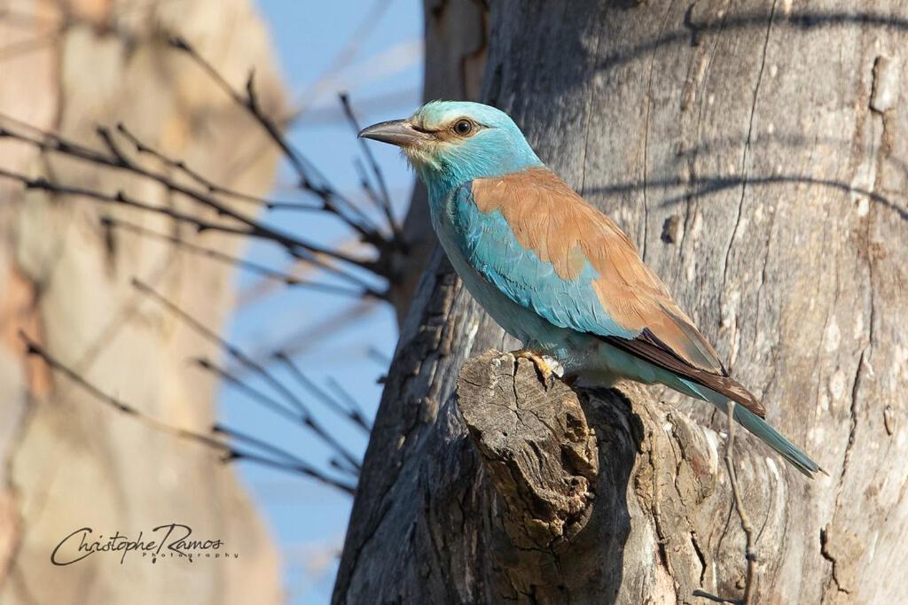 L'Oiseau Bleu Rollier Panzió Roubia Kültér fotó